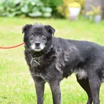 Pies do adopcji, Ropczyce, 19 maja 2025