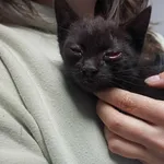 Znaleziono kota, Toruń, 17 maja 2025