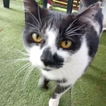 Zaginął nasz kochany Budyń 