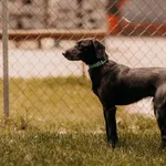 Leoś 616093903032390