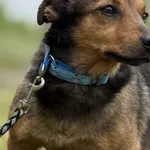 Pies do adopcji, Pieczyska, 22 maja 2025