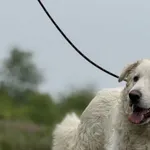 Pies do adopcji, Pieczyska, 22 maja 2025