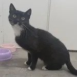 Znaleziono kota, Pieckowo, 21 maja 2025