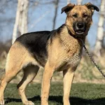 Pies do adopcji, Pieczyska, 22 maja 2025