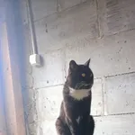 Zaginął kot, Poronin, 22 maja 2025