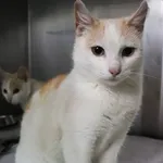 Znaleziono kota, Łódź, 22 maja 2025