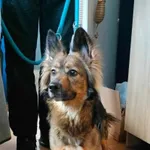 Znaleziono psa, Sosnowiec, 21 maja 2025