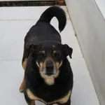 Pies do adopcji, Bełchatów, 13 grudnia 2019