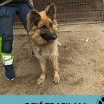 Znaleziono psa, Dąbrówka, 21 maja 2025