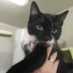 KOCUREK WITKACY PRZYWIEZIONY Z INTERWENCJI 21-05-2025