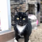 Kot do adopcji, Gdańsk, 22 maja 2025