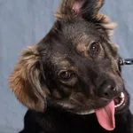 DŻESSI /W PROCESIE ADOPCYJNYM/