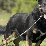 Imię: Brysiek Chip: 616093903021881 Płeć : Samiec Wiek: styczeń 2023 Wielkość:  średni Kastracja/sterylizacja:  Tak Inne Psy:  Akceptuje towarzystwo suczek i psów. Dzieci:  Charakter: Brysiek to miły 