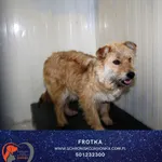 Pies do adopcji, Dębniak, 23 maja 2025