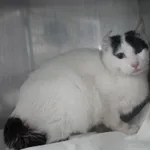 KOTKA PRZYWIEZIONA Z INTERWENCJI 22-05-2025