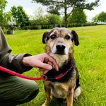 Pies do adopcji, Bełchatów, 17 kwietnia 2025