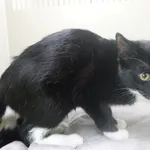 Znaleziono kota, Gdańsk, 22 maja 2025