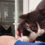 Kocurek poz. 25/224/K