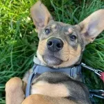 Lajla (6076), Samica