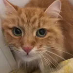 Znaleziono kota, Łódź, 22 maja 2025