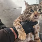 Przyjęty: 2025-05-19 Gmina: Czernichów Płeć: Kocur Opis: europejska, bure