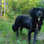 Pies do adopcji, Włocławek, 22 maja 2025