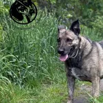 Pies do adopcji, Biała Podlaska, 5 sierpnia 2020