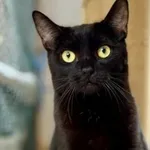 Kot do adopcji, Piła, 18 września 2024