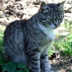 Kot do adopcji, Grudziądz, 8 maja 2025