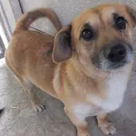 Znaleziono psa, Nowa Krępa, 16 maja 2025