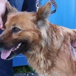 Znaleziono psa, Łódź, 24 maja 2025