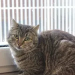 Kot do adopcji, Grudziądz, 8 maja 2025