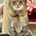 Kot do adopcji, Piła, 16 marca 2025