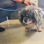 Przyjęty: 2025-05-26 Gmina: Kalwaria Zebrzydowska Płeć: Pies Opis: mieszaniec, szare