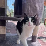 Kot do adopcji, Włocławek, 23 maja 2025