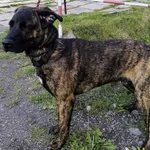 Znaleziono psa, Racławice, 20 maja 2025