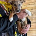 Pies do adopcji, Rytlów, 26 maja 2025