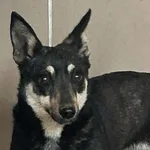 Znaleziono psa, Tatary, 22 maja 2025