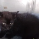 Znaleziono kota, Racławice, 23 maja 2025