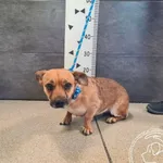 Znaleziono psa, Chełmek, 26 maja 2025