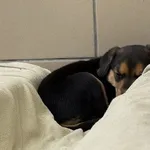 Pies do adopcji, Kraków, 25 maja 2025