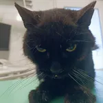 Znaleziono kota, Gdańsk, 26 maja 2025