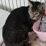 Znaleziono kota, Toruń, 23 maja 2025