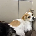 Pies do adopcji, Kraków, 25 maja 2025