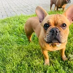 Zaginął pies, Wrocław, 27 maja 2025