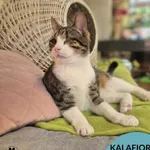 Kot do adopcji, Gdynia, 27 maja 2025