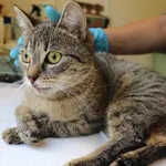 Znaleziono kota, Łódź, 28 maja 2025