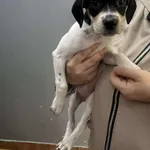 Znaleziono psa, Sosnowiec, 26 maja 2025