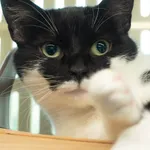 Kot do adopcji, Gdańsk, 12 kwietnia 2024