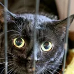 Znaleziono kota, Wałbrzych, 24 maja 2025